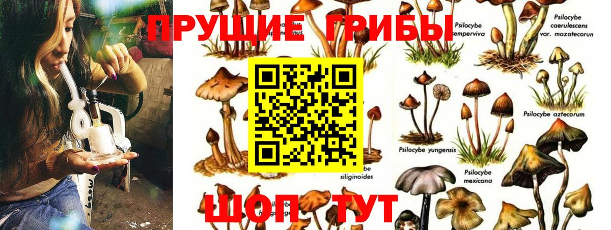 Новомосковск  Псилоцибиновые грибы Psilocybe  Псилоцибиновые грибы GOLDEN TEACHER  Вход с VPN 